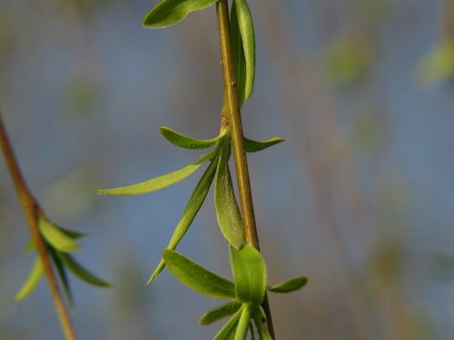 柳枝拟人化句子