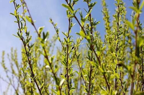 杨柳拟人化句子