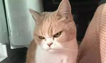 霸气侧漏的班级口号