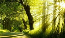 描写清晨的阳光句子