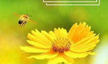 优美健康的祝福语