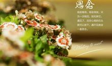 思念家乡及亲人的诗句