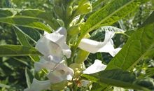 芝麻开花歇后语