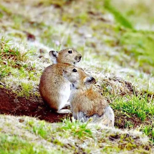 关于老鼠谢厚羽