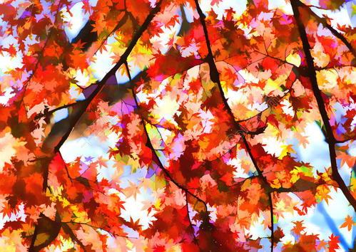 关于枫叶的寓言