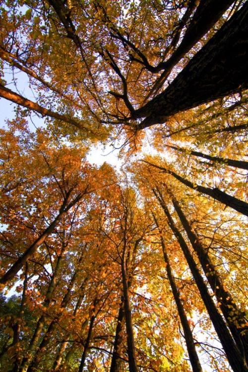 诗歌描写悲伤的秋天