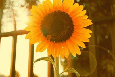 写一句美丽的阳光，写一句美丽的阳光1