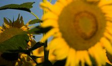 描写天气晴朗的开头