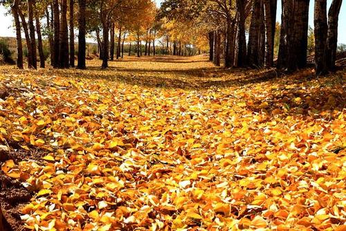 描述秋天的树木的句子