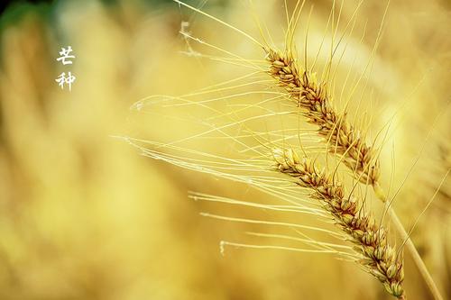 关于芒果的谚语