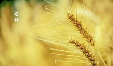 关于芒种的谚语