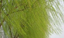 形容柳树的比喻句