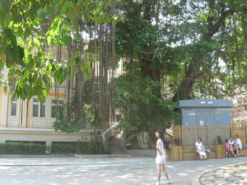 具象句的写作榕树