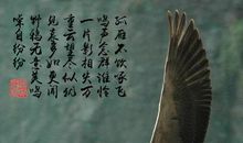 带鸟的诗句有哪些