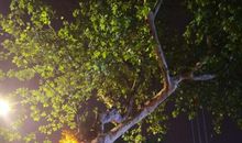 安静的夜晚句子