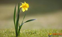 形容春天美景的成语