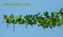 大树像什么比喻句