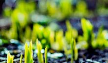 描写嫩芽的比喻句