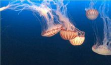 比喻句水母