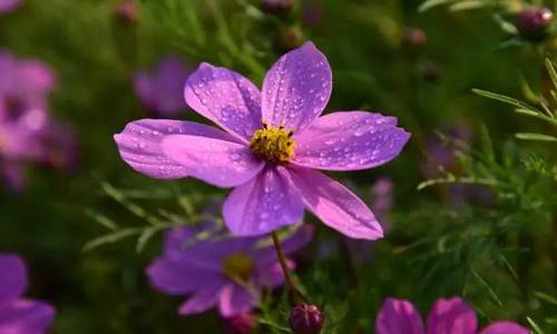 花在公园里的寓言