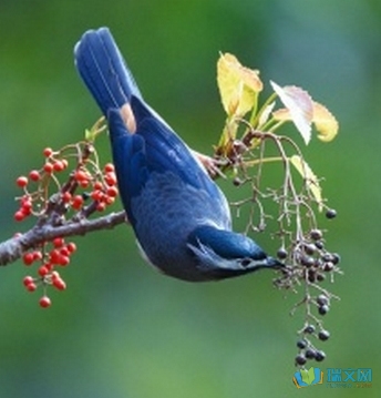 用拟人化的句子写那只鸟