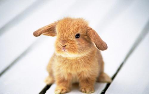 关于兔子的英语谚语