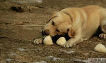 老虎请猫的歇后语