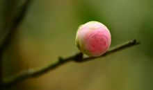 形容茶花的优美句子