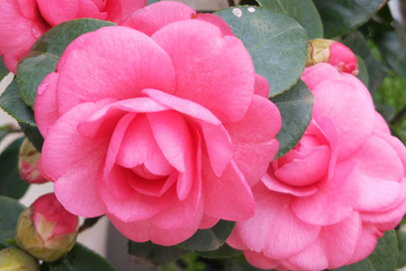 赞美山茶的美丽句子