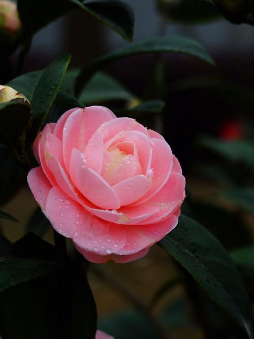 描述山茶花的句子