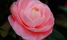 形容山茶花的句子