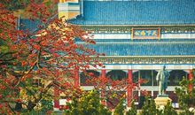 描写木棉花比喻句