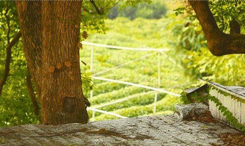 描述樟脑树的比喻句