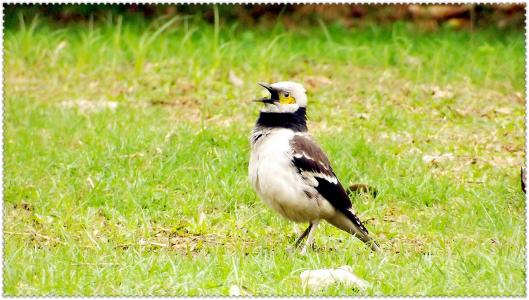 拟人化的百灵鸟