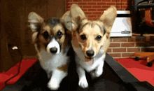 耍把戏的猴子歇后语