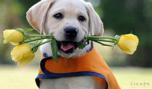 关于鸡和狗的英语谚语