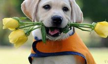 关于鸡和狗的英文谚语