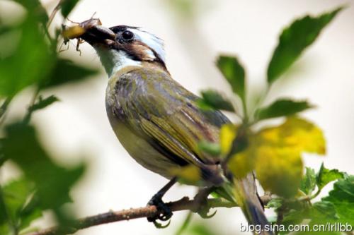 鸟类造出拟人化的句子