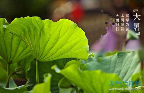 关于大热的谚语