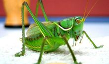 描写知了的比喻句