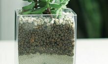 写花草树木的一段话