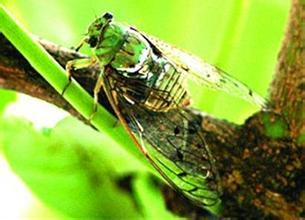 描述蝉鸣的句子