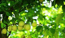 四月里的梅子歇后语