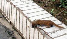 黄鼠狼钻鸡窝歇后语