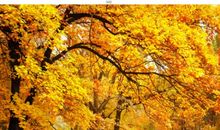 描写枫树的比喻句