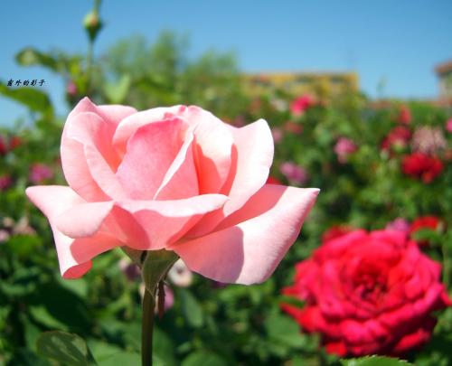 玫瑰的比喻句