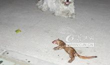 黄鼠狼生耗子歇后语