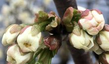 关于惊蛰的谚语有哪些