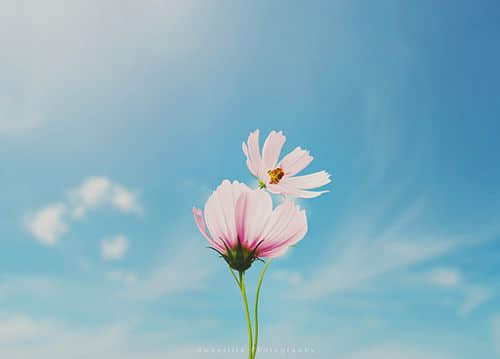 失落和悲伤的谈话