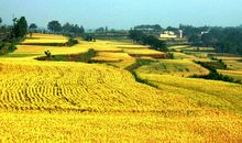 有关小满的农业谚语